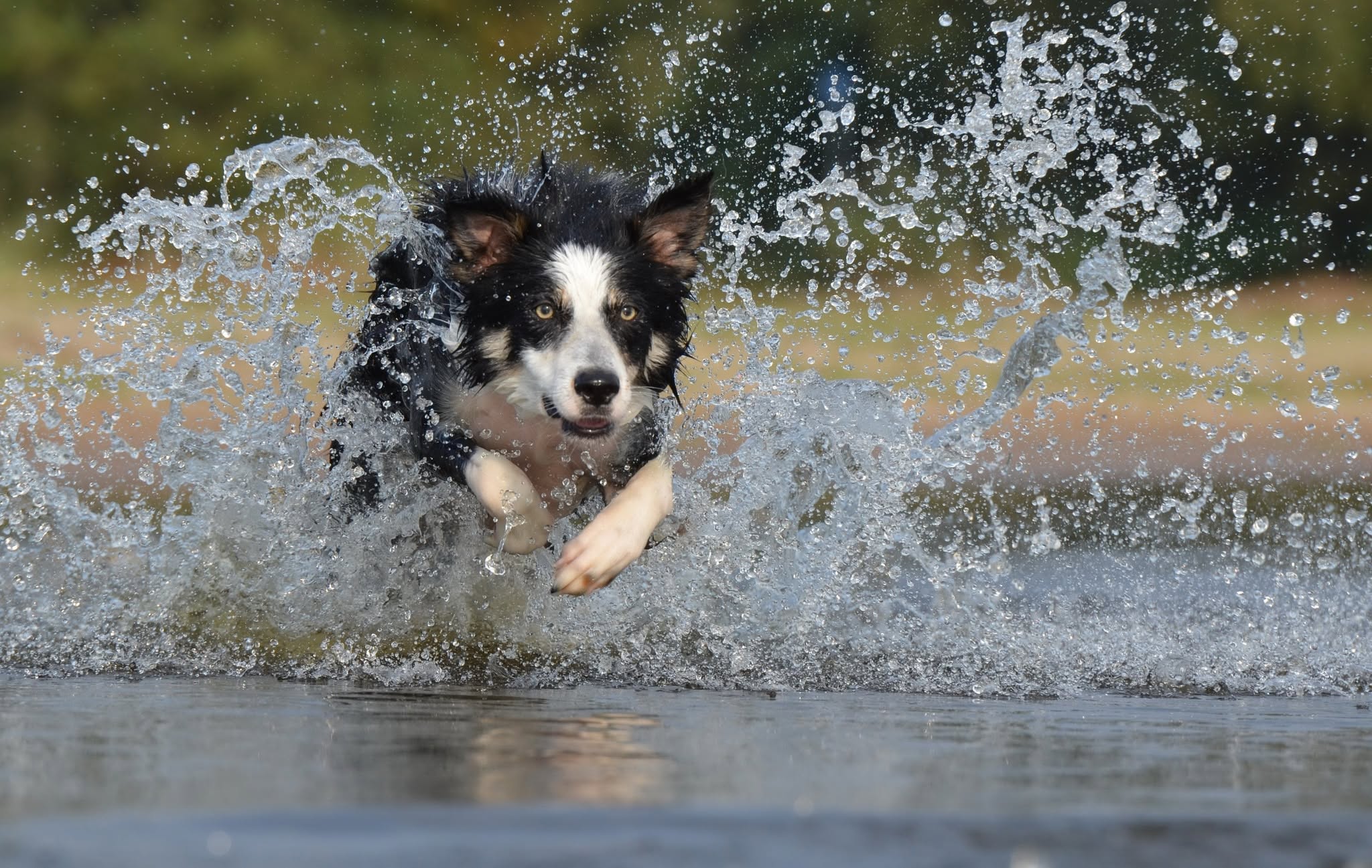 happyvet_fotoportada