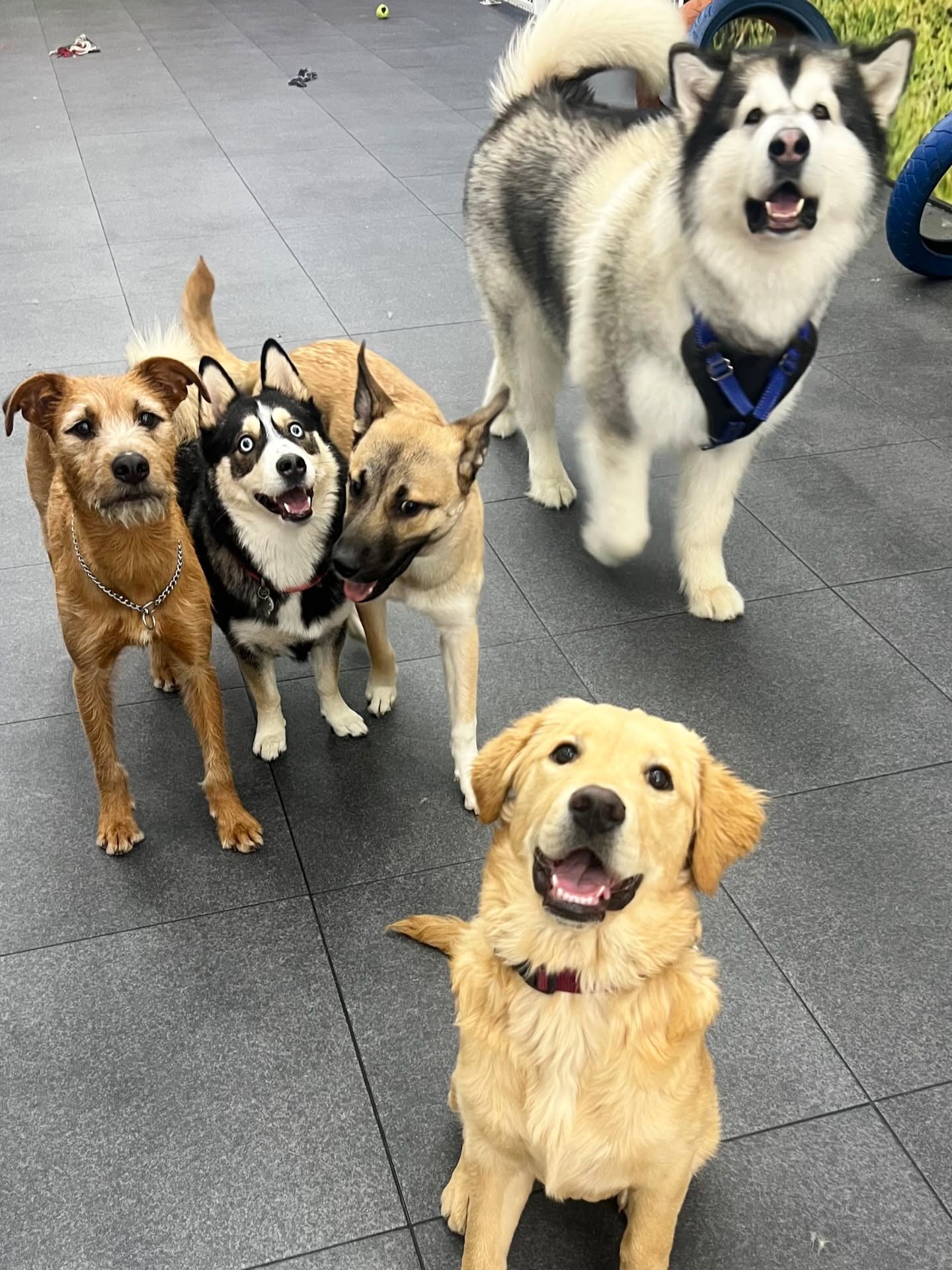 urbandogs1